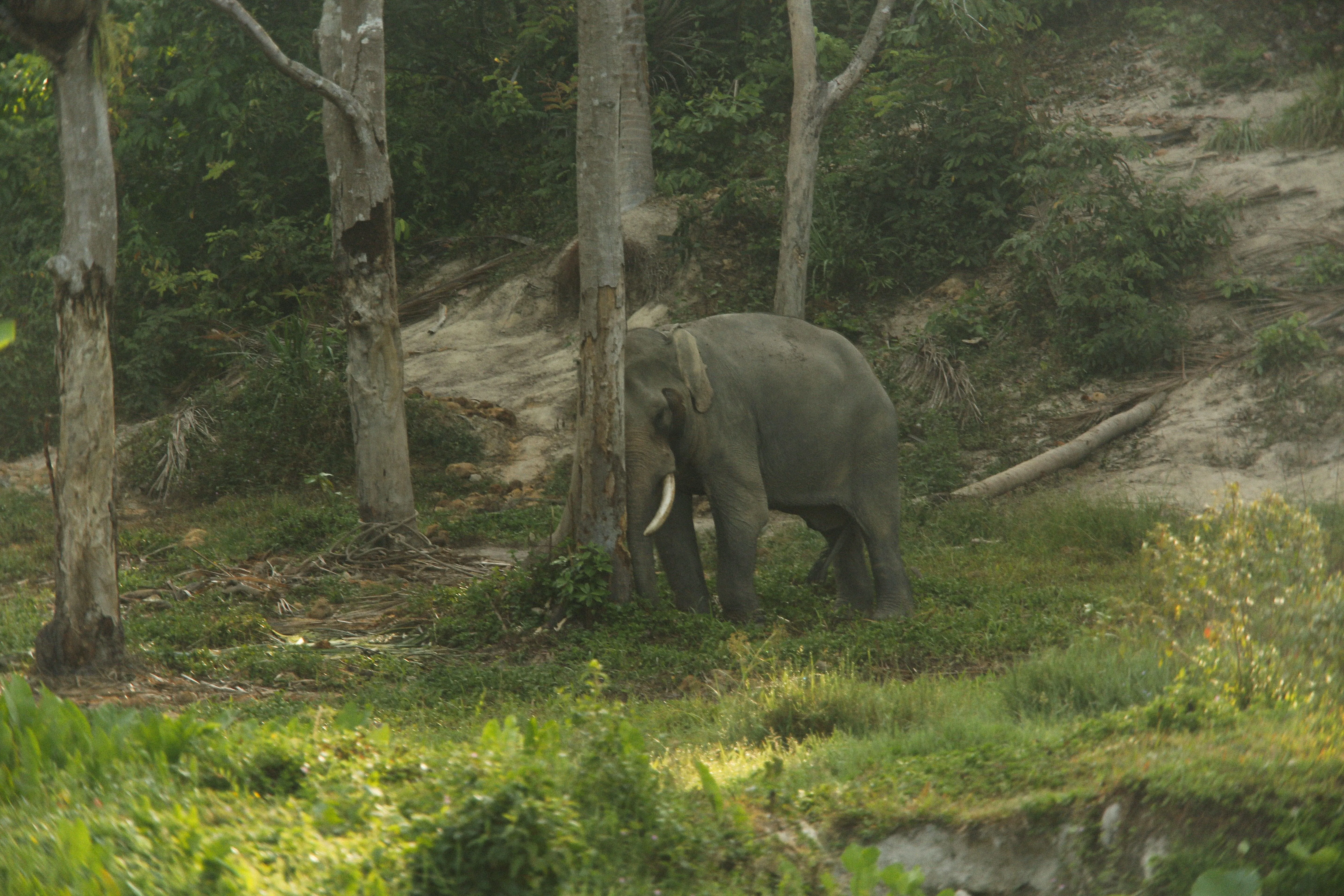 Dooars in 6 Days(Gorumara & Jaldapara 5 Nights/ 6 Days)